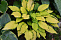 Хоста Леди Гуиневре (Hosta Lady Guinevere)(M)