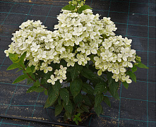 Гортензия метельчатая Шугар Руж (Hydrangea Sugar Rush) С3