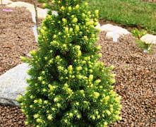 Ель канадская Рэйнбоуз Энд (Picea glauca Rainbow's End) С3 20-25см