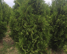Туя западная Брабант (Thuja occidentalis Brabant) С3 40-60см