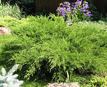 Можжевельник средний Пфитцериана Минт Джулеп (Juniperus pfitzeriana Mint Julep) С2 15-20см