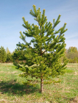 Сосна обыкновенная (Pinus sylvestris) пог метр (до 1,5 м)