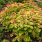 Рябинник рябинолистный (Sorbaria sorbifolia) 20 см, 
