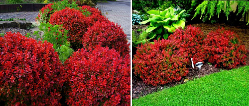 Барбарис тунберга Адмирейшн (Berberis thunbergii 'Admiration' PBR) С2 20-30см  Д