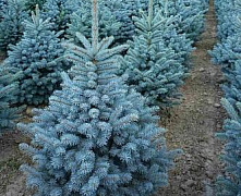 Ель колючая Супер Блю Сидлинг (Picea pungens Super Blue Seedling) С2 40-60 см