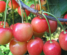 Черешня Память Астахова