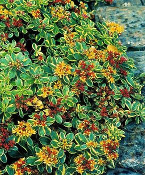 Очиток Камчатский Вариегатный (Sedum kamtschaticum variegatum) Р9