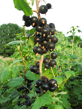 Смородина черная Титания
