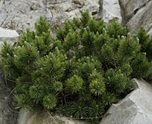 Сосна черная Нана (Pinus nigra Nana) С13 30-40см