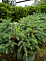Ель черная Нана (Picea mariana Nana) C7.5 30-50 см.