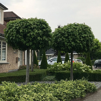 Клен остролистный Глобозум (Acer platanoides Globosum) (Б)