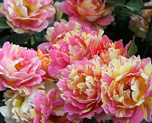 Роза шраб Роз де Цистерсьен (Rose des Cisterciens)