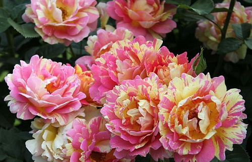 Роза шраб Роз де Цистерсьен (Rose des Cisterciens)