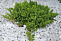 Можжевельник лежачий Нана (Juniperus procumbens Nana) С12  50-60 