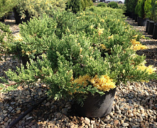 Можжевельник китайский Экспанса Вариегата (Juniperus chin. Expansa Variegata)  50+ см