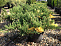 Можжевельник китайский Экспанса Вариегата (Juniperus chin. Expansa Variegata)  50+ см