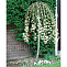 Ива козья Килмарнок (Salix caprea Kilmarnock) штамб 1,2