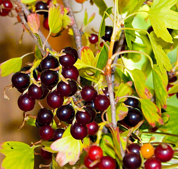 Смородина золотистая Шафак