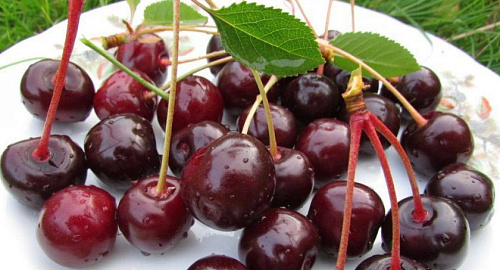 Вишня Харитоновская