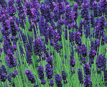 Лаванда узколистная Хидкот (Lavandula angustifolia Hidcote) С10