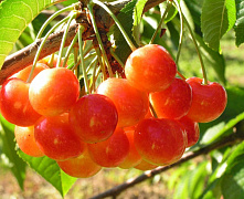 Черешня Медуница