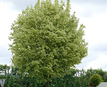 Клен остролистный Друммонди (Acer platanoides Drummondii) С45 12-14 обхват,3,3,5м