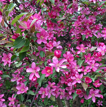 Яблоня декоративная Маковецкий, С5 100см