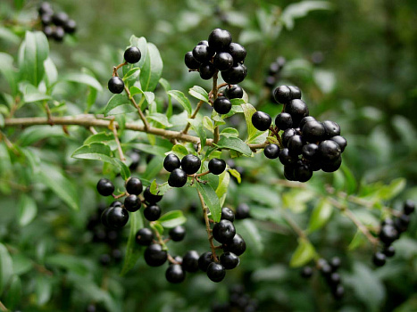 Бирючина обыкновенная Атровиренс (Ligustrum vulgare Atrovirens) 40-60 см 2вет. А