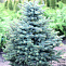 Ель колючая Глаука (Picea pungens Glauca)  150-160 (Д)