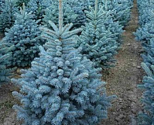 Ель колючая Супер Блю Сидлинг (Picea pungens Super Blue Seedling) 160+ см