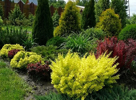 Барбарис тунберга Голден Тач (Berberis thunbergii Golden Torch) С3 20-30 см Д