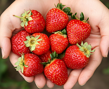 Земляника садовая (клубника) Купчиха улучшенная р9