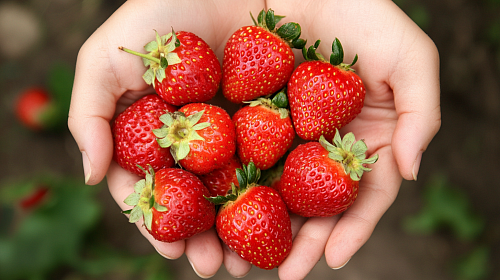 Земляника садовая (клубника) Купчиха улучшенная р9