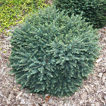 Ель сербская Карел (Picea omorika Karel) C12 50-60 см.
