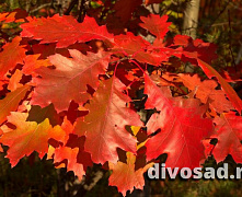 Дуб красный (Quercus rubra) 80-100 см А