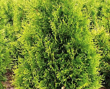 Туя западная Голден Брабант (Thuja occ. Golden Brabant) 120-140 см
