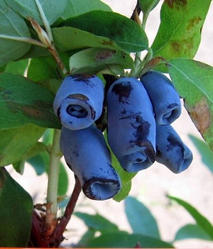 Жимолость Голубой десерт, 2-4 ветки