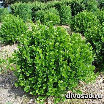 Самшит вечнозелёный (Buxus sempervirens) 20-25 А