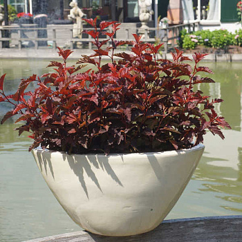 Пузыреплодник калинолистный Литл Ангел (Physocarpus opulifolius Little Angel) С2