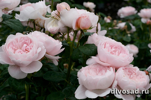 Роза англ. Королева Швеции (Queen of Sweden)