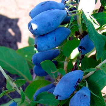 Жимолость Голубой десерт, 2-4 ветки