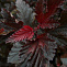 Пузыреплодник калинолистный Ред Барон (Physocarpus opulifolius Red Baron) Р9 20-25 см П