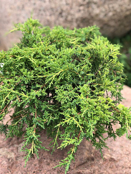 Можжевельник средний Пфитцериана Голд Стар (Juniperus pfitzeriana. Gold Star) С2 