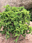 Можжевельник средний Пфитцериана Голд Стар (Juniperus pfitzeriana. Gold Star) С2 