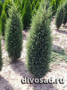 Можжевельник обыкновенный Хиберника (Juniperus communis Hibernica) 80-90 см. С2