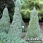 Ель канадская Сандерс Блю (Picea gl. Sander's Blue) p9 15-20см