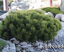 Сосна горная Мопс (Pinus mugo Mops) С12 30-40 см