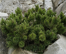 Сосна черная Нана (Pinus nigra Nana) С13 30-40см