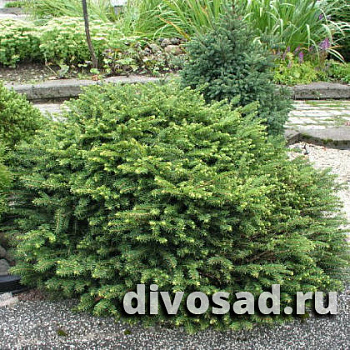Ель обыкновенная Нидиформис (Picea abies Nidiformis) С3 25-30 см А