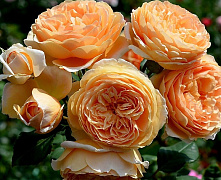 Роза англ. Кроун Принцесса Маргарет (Crown Princess Margareta)